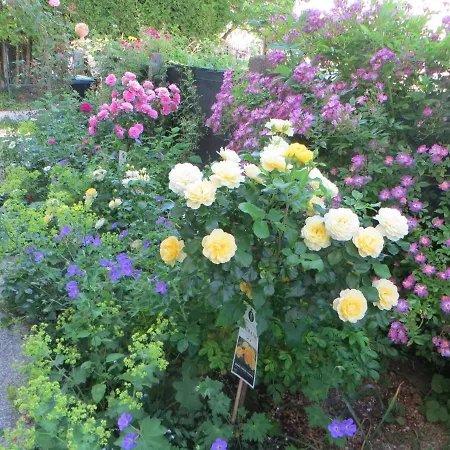 Lejlighed Premium Amadeus *